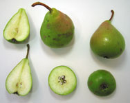 Poirier Sucre vert Poirier Sucre vert