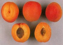 Abricotier Orangered