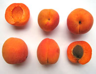 Abricot Tardif de Tain