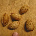 Amandier Sultane Amandier Sultane
