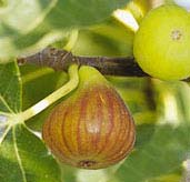 Figuier Madeleine deux saisons