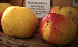 Pommier Mouilleroux