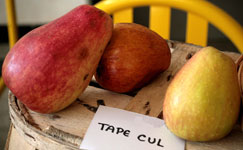 Pommier Tape cul