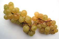 Vigne table Chasselas dore